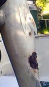 Maladie sur sériole en Corse .(sur 2 messages)