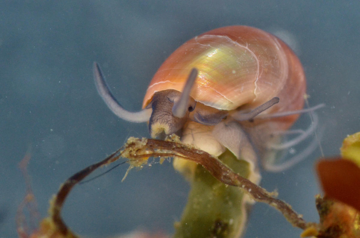 <p>et une autre image (la coquille mesure ±4 mm ici) montrant bien les curieux tentacules bordant le manteau. </p>