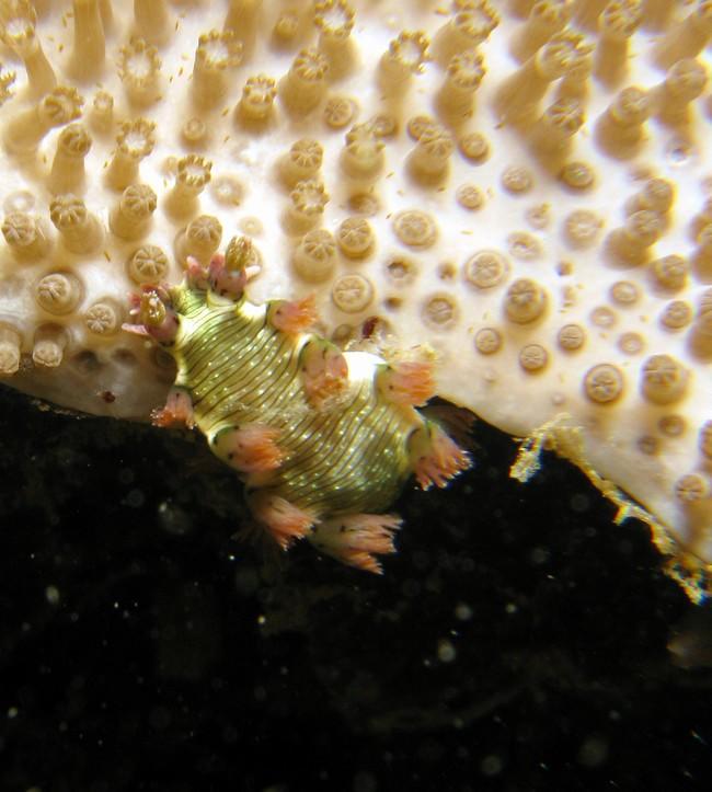 la même sepèce observée sur un autre site au nord de l'ileNosy Fanhy sur un corail mou...