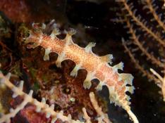 Marionia elongoreticula ?
