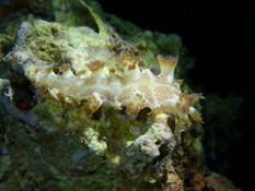 Marionia elongoreticulata ou elongoviridis