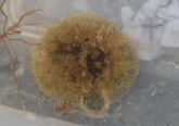 Marsenia perspicua ?