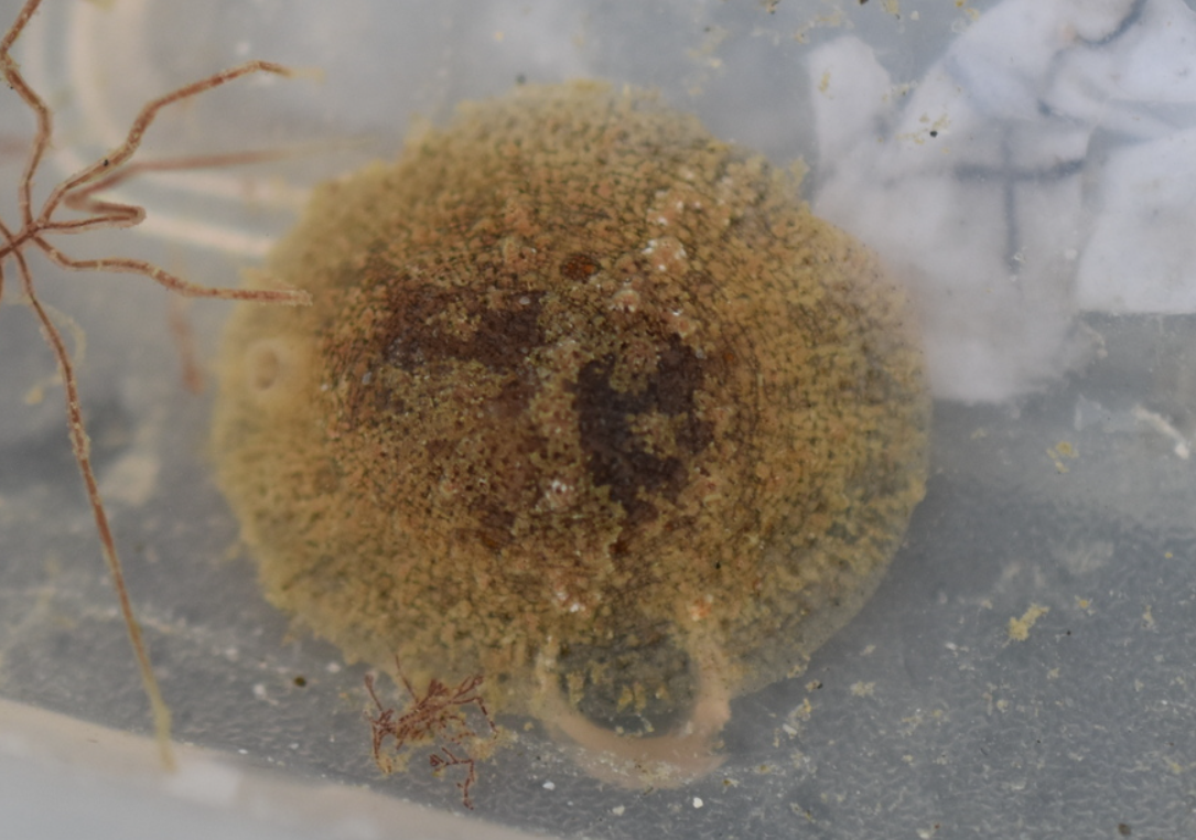 Marsenia perspicua ?