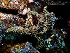 Martasterias glacialis ou Coscinasterias tenuispina?