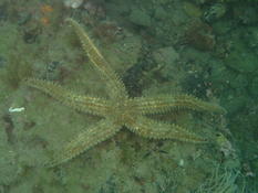 Marthasterias glacialis