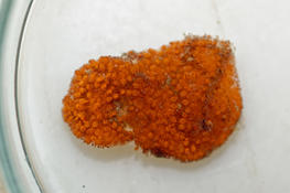 Masse gélatineuse orange (tunicier colonial ?)