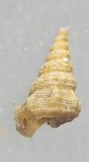  Mathilda malvinarum ?