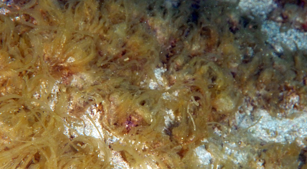 <p>Je pense avoir enfin identifié cette algue éphémère des îles Canaries, vue en 2015. Pour ceux que cela pourrait intéresser, sauf avis contraire,...