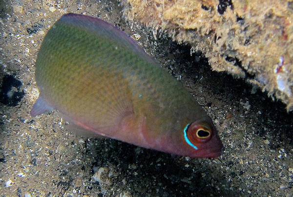 Mayotte, Chlidichthys clibanarius ?