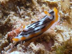 Mayotte: chromodoris strigata?