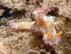 Mayotte: chromodoris?