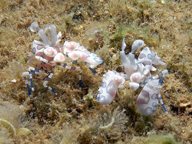 Mayotte: crevettes arlequins couple?