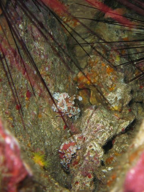 J'ai eu l'occasion de faire des photos d'un couple de ces crevettes en Thailande (Richelieu Rock) où l'on voit le couple dans sa cavité. Et l'appar...