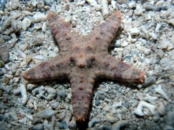Mayotte : étoile de mer