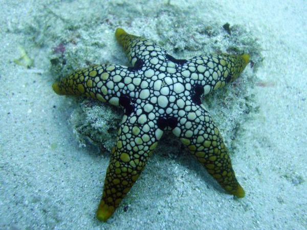 Mayotte : étoile de mer