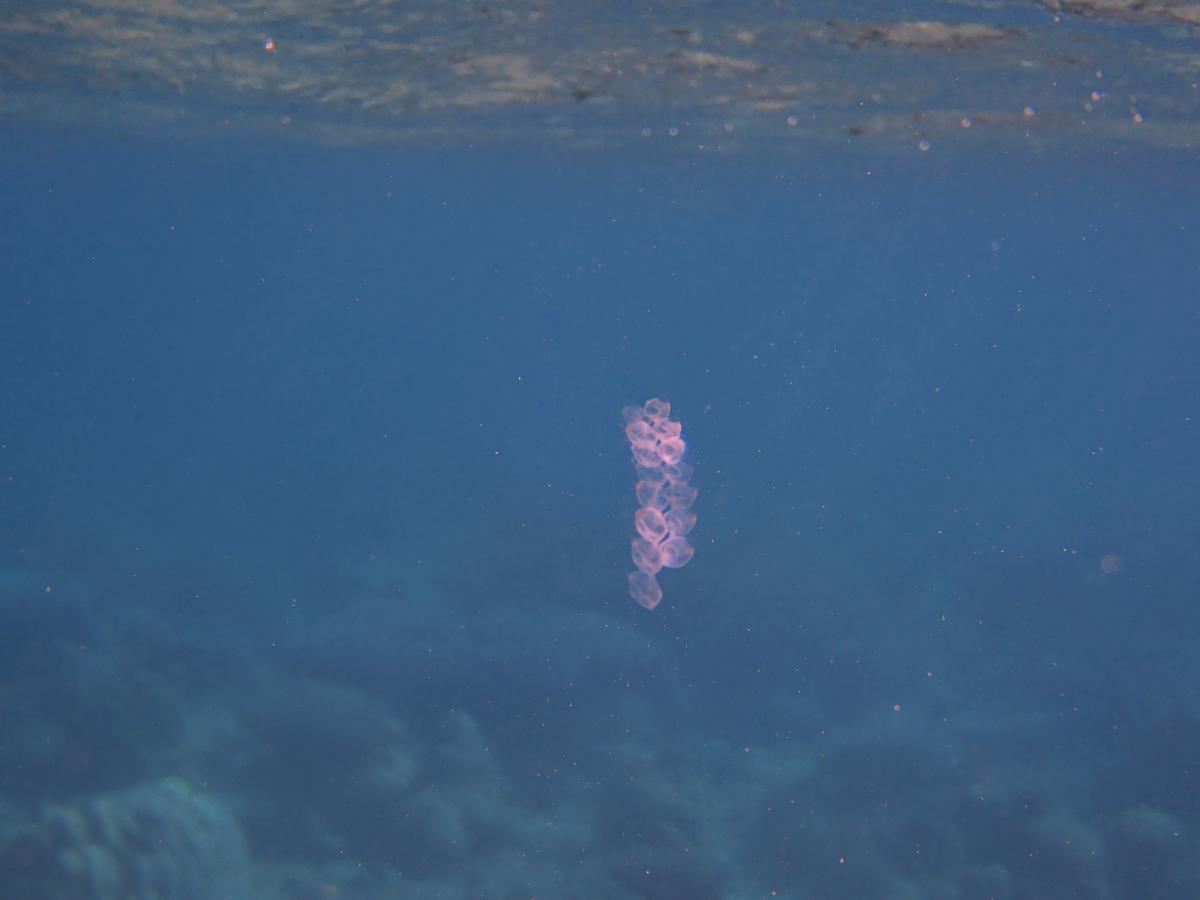 Mayotte : identification de ce cnidaire