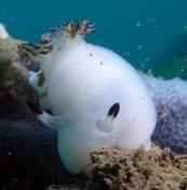 Mayotte : jorunna funebris?