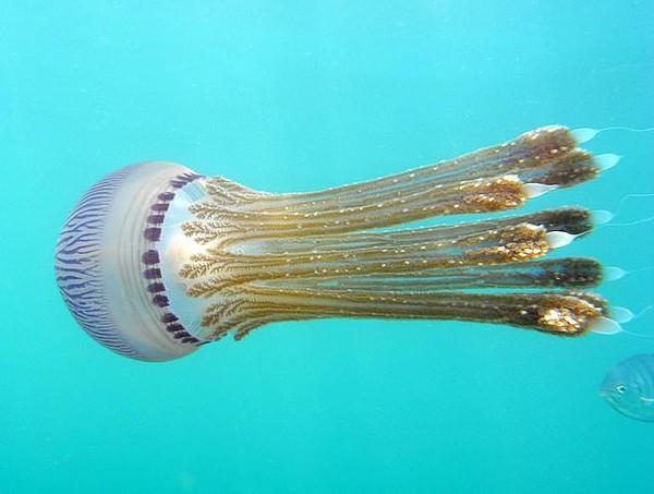 Mayotte: meduse