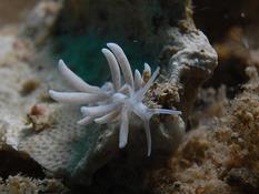 mayotte nudibranche 10m