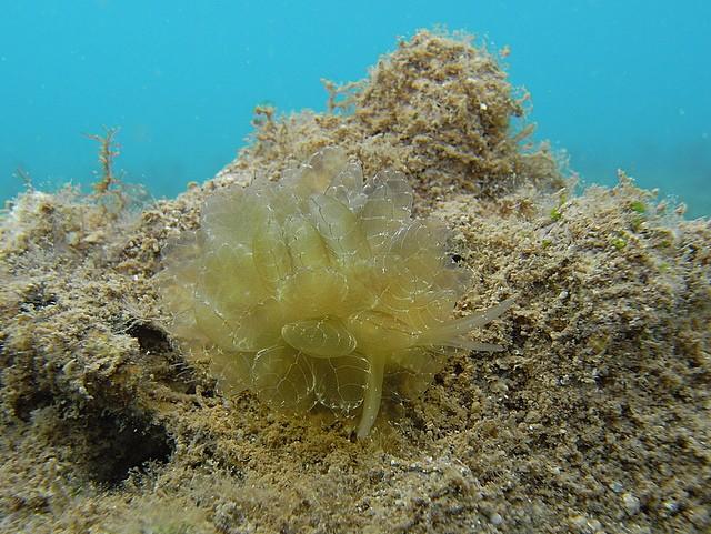 Mayotte: nudibranche ou sacoglosse?