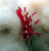 mayotte petit nudibranche