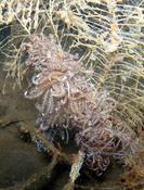 Mayotte : phyllodesmium orgiacus ?