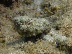 Mayotte: poisson pierre juvenile?