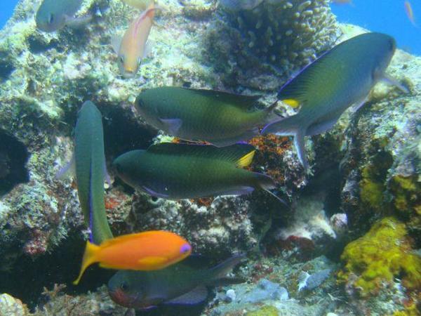Mayotte : poisson