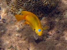 Mayotte : tache bleue sur demoiselle