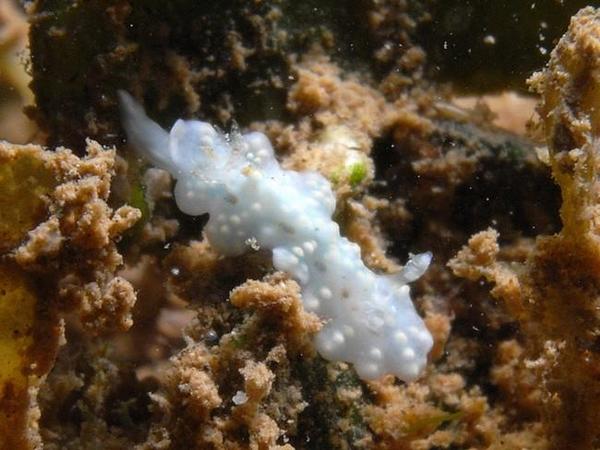 Mayotte: un petit nudibranche