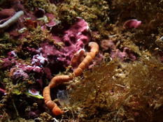 Méditerranée, c'est quoi ce tube orangé ?