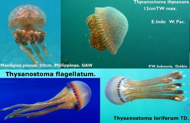 <p>Je pense que la photo principale et probablement Thysanostoma loriferum.  La prise de vue est d’où ? car l’océan Indien c’est grand ! Pas éviden...