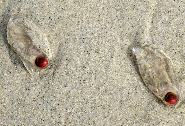 Méduse a un oeil