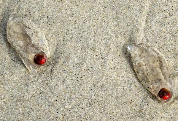 Méduse a un oeil