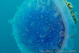 méduse bleue