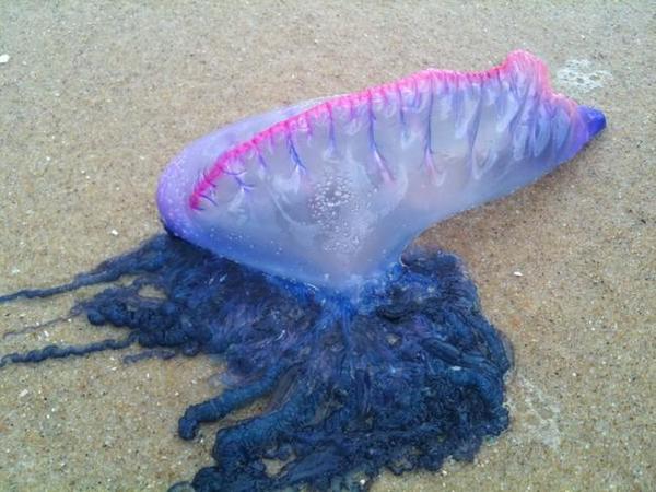 Méduse étrange au Cap Ferret 