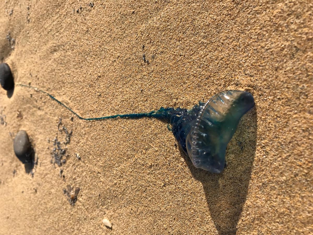 <p>Mêmes spécimens échoués aujourd’hui (13/02/2019) en abondance sur la grande plage de l’île de Porto Santo, au nord-est de l’île de Madère. Plutô...