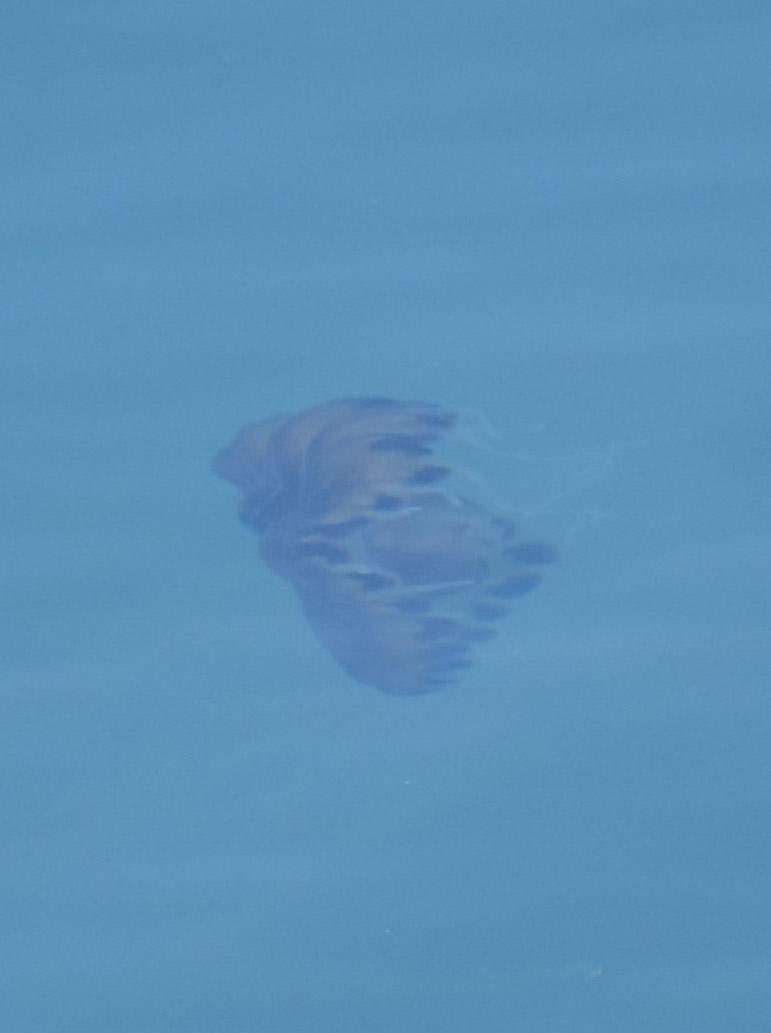 Méduse identifiable ?