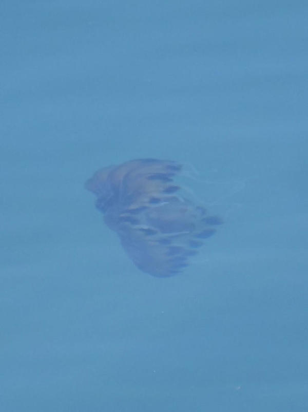 Méduse identifiable ?