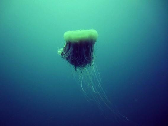 méduse inconnue