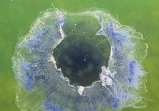 Une autre photo des mêmes méduses, prise le même jour<br />elle semble en bien mauvaise forme