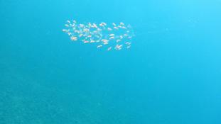 méduse ou siphonophores