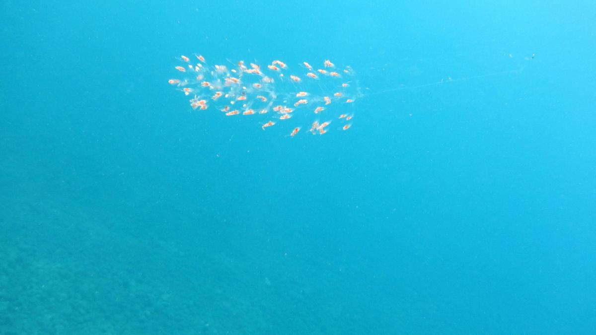 méduse ou siphonophores