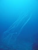Meduse Porquerolles