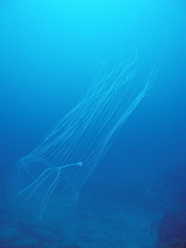 Meduse Porquerolles