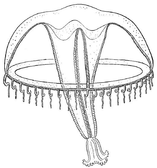 J'ai envie de dire <em>Neotima lucullana</em> (Delle Chiaje, 1882), mais l'identification de ces méduses ne peut se faire sans l'étude de l'anatomi...