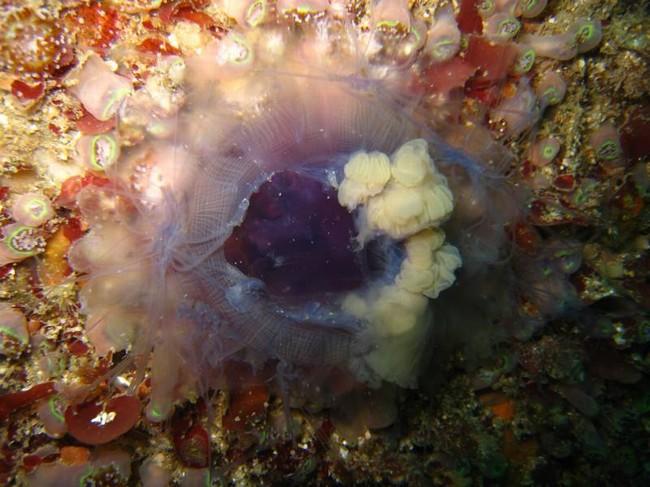 Méduse sur le rocher