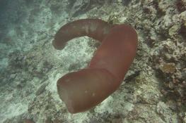 Méduse tubulaire - Longue de plusieurs mètres
