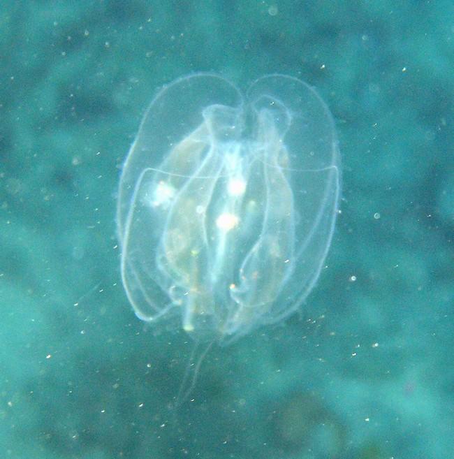 Meduse ??