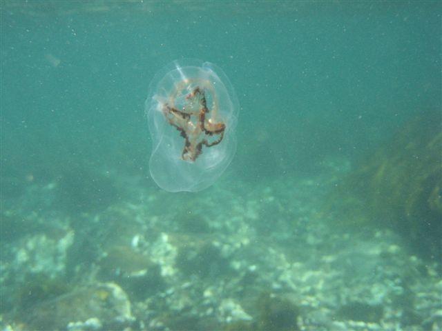 Meduse